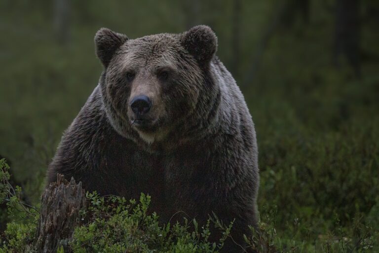 9mm against angry black bear